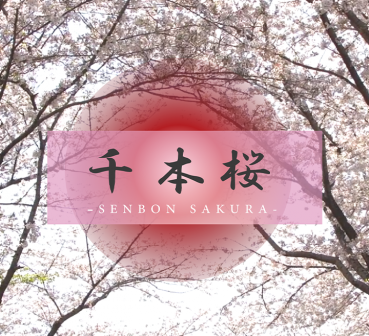 FC2 PPV 4340600 [This is a thousand cherry blossoms WORLD] **ppxnnq*sy Until half a year ago, a real virgin exquisite beauty appears. - A supreme time that fascinates the best SEX while having overwhelming beauty. Kurumi 20 years old